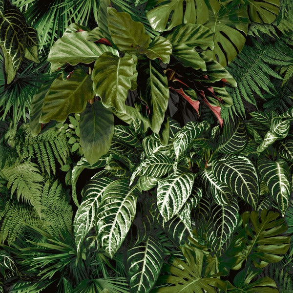 Photographic Print